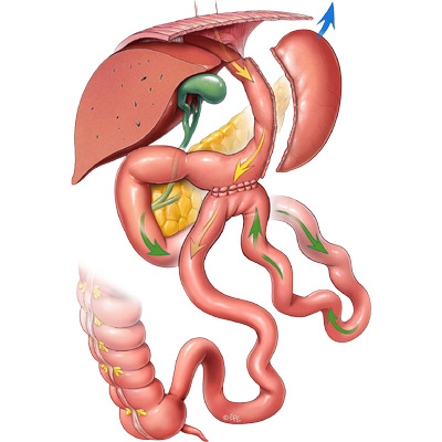 Esquema Bipartición Intestinal Dra. Tábata